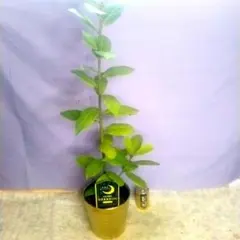 AKKA様専用出品です❇芳香漂うローリエ・Gekkeiju・月桂樹