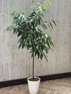 (引き取り限定) アムステルダムキング　外鉢付き　180cm 引き取り限定) アムステルダムキング 外鉢付き 180cm