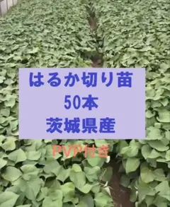 紅はるか切り苗50本 PVP さつまいも苗 サツマイモ苗 - メルカリ