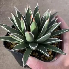 2026年最新】雪嶺 アガベの人気アイテム - メルカリ