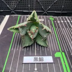 ズイ様 リクエスト 4点 まとめ商品