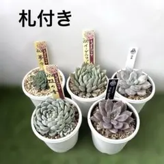 2026年最新】優木園の人気アイテム - メルカリ