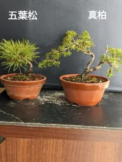 2025年最新】真柏の人気アイテム - メルカリ