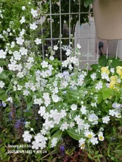 parumama様 リクエスト 5点 まとめ商品