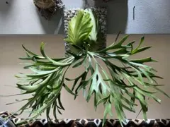 2026年最新】Kitshakood thinの人気アイテム - メルカリ