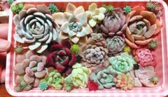 ✴️多肉植物詰め合わせ✴️多肉弁当✴️カット苗