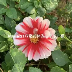 【お正月セット】天然石チャーム02