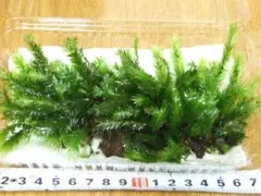 こはだ@プロフ必読様 リクエスト 3点 まとめ商品