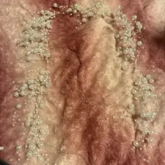 成人式，結婚式などの髪飾りパール