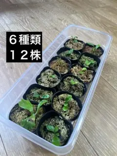 2026年最新】マウントルイスの人気アイテム - メルカリ