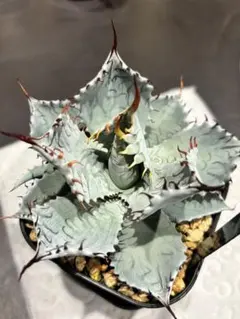 2026年最新】lize産 アガベの人気アイテム - メルカリ