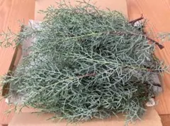 ブルーアイス　コニファー　切り枝　フレッシュ