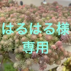 はるはる様専用 斑入りパリダム 抜き苗