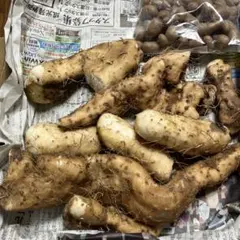2025年最新】自然薯 種芋の人気アイテム - メルカリ