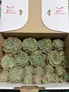 多肉植物 オンスロー大　箱いっぱい　ラスト