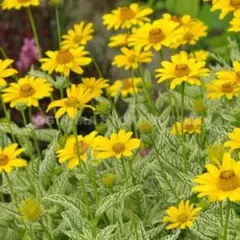 415 ＊KOTOMI様 リクエスト 2点 まとめ商品