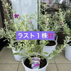 レウコフィルム　5寸　１ポット 全体高さ約50㎝のサムネイル