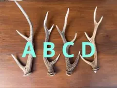 蝦夷鹿の角 約66cm ブラウンとホワイト - メルカリ