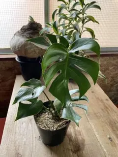 2026年最新】モンステラ コンパクタの人気アイテム - メルカリ