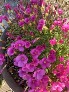 ユメ様 リクエスト 3点 まとめ商品