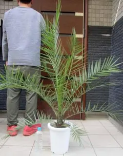 ⑦ 特選品割引販売‼︎ 高さ約110㎝幹が太く葉が多いフェニックス