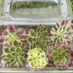 2025年最新】多肉 カット苗セットの人気アイテム - メルカリ
