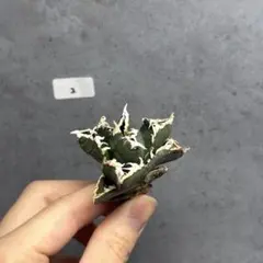 てて様 リクエスト 2点 まとめ商品