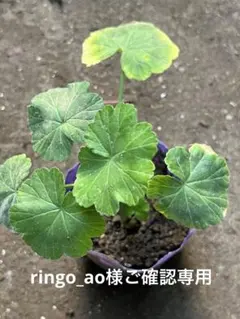 八重咲ミヤマオダマキ 恵庭タイプ 山野草 - メルカリ