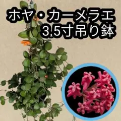 2026年最新】サクララン ホヤの人気アイテム - メルカリ