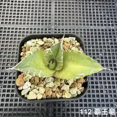 ま*こ様 112 覇王竜　アガベ　チタノタのサムネイル