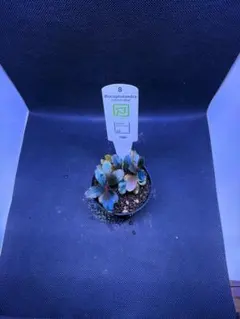 Bucephalandra.Diablo ブセファランド ラ ディアブロ - メルカリ