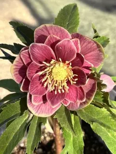 2026年最新】広瀬園芸 ソレイユの人気アイテム - メルカリ