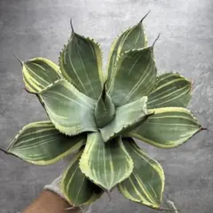 【No.49】アガベ　パリートランカータ　ライムストリーク　極上美株 No.42】アガベ パリートランカータ ライムストリーク 極上美株