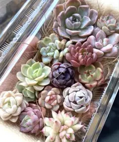 現品のみ❣️チビ苗詰め合わせセット❣️多肉 韓国苗 寄せ植え カット苗