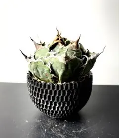 2026年最新】アガベ 白鯨 種の人気アイテム - メルカリ