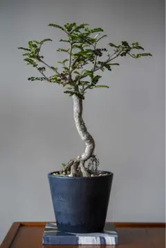 オペルクリカリア デカリー 実生株のサムネイル