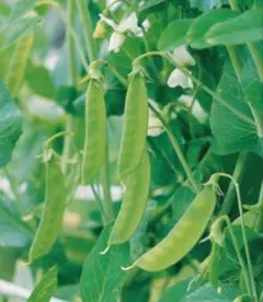 きょーちゃん様 リクエスト 2点 まとめ商品