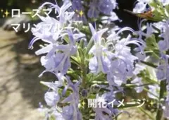 ②✨もりもり大きくなる‼️✨とっても良い香り✨ローズマリー《マリンブルー》✨抜苗✨