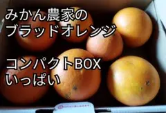 みかん農家のブラッドオレンジ　モロ?　タロッコ?　訳あり含　箱込み約1.2kg