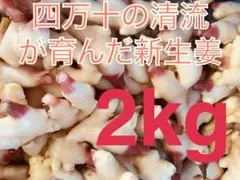 新生姜　高知県四万十市産　新生姜　2kgのサムネイル