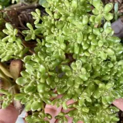 ミルクのママ様 リクエスト 2点 まとめ商品