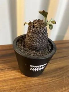 2026年最新】鉄甲丸の人気アイテム - メルカリ