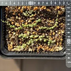 斑入りグリーンネックレス　苗のみ　多肉植物