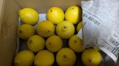 【jun様専用】高知県産レモン