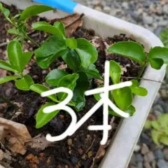 M187可愛い尖閣 ガジュマル✳️抜き苗発送✳️沖縄産 - メルカリ