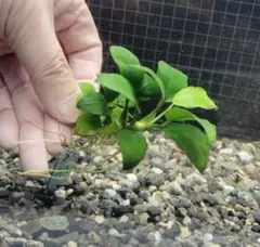 トレ様 リクエスト 3点 まとめ商品