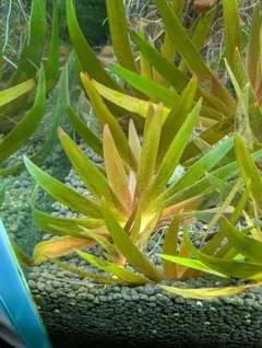 Xyris sp. 'Red' キシリス レッド 水草 大株 1株 小株付き - メルカリ