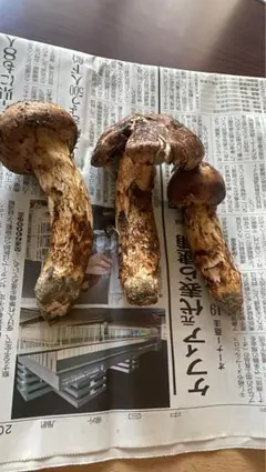 北海道　天然　アカヤマドリ　651g 採れたて 北海道 天然 アカヤマドリ 651g 採れたて - メルカリ