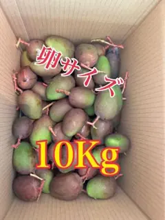 沖縄県産 摘果マンゴー10kg☆農家直送☆ - メルカリ