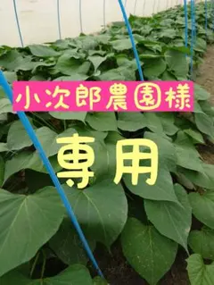 さつまいも苗【あまはづき苗500本】⭕️5月中旬〜6月上旬 